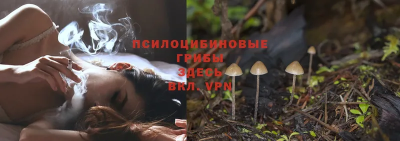 Псилоцибиновые грибы MAGIC MUSHROOMS  закладки  Рубцовск 